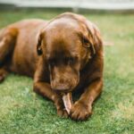 beef gullet for dogs
